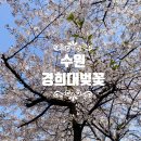 수원-1732 | 🌸 수원 경희대 벚꽃 | 경희랜드 봄 나들이 실시간 후기