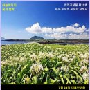 7월 24일. 한국의 탄생화와 부부꽃배달/ 제주 토끼섬의 천연기념물 문주란 이미지