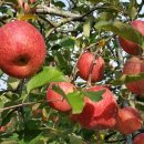 축령산 농장 이미지