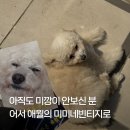 미미네강아지 | [제주 애월 소품샵] 감성 가득한 하귀 '미미빈티지' 솔직 후기!