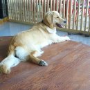 빙고 애견카페 이미지