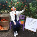 성인농장 | 제주 감귤체험농장 보내다제주 내돈내산 후기