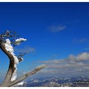 901차 태백산 겨울 산행기---2004 이미지