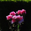 The last Rose of summer(여름의 마지막 징미)./André Rieu 이미지