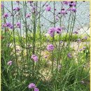 코러스빌라 이미지