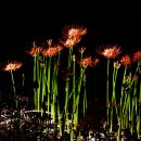 달빛자락 이미지