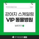 대신동물병원 | 노원 동물병원 강아지 스케일링 후기, VIP 동물의료센터
