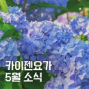 요가C | [공지] 카이젠요가 5월 소식 | 통증을 위한 요가특강 모집,RYT200 TTC시작