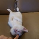 에이스영어 이미지