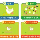 강원계란