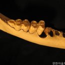 마음편한치과의원 네이버블로그