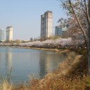 강남걷기 - 번개// 봄햇살 반짝이는 석촌호수에서 올공에서 만나뵐께요~ 이미지