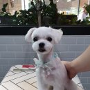 펫살롱케이 이미지