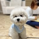 개 in 살롱 이미지