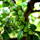 류진농장 이미지