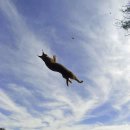 야생동물 중 가장 독특한 귀를 가졌다는 야생고양이 카라칼 이미지