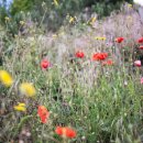 생활한방산야초전통지식 이미지