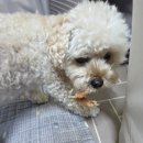 [율정]영양만점 애견 수제간식 만들기 1차 | 오래먹는 강아지간식 반려소반 터키츄 칠면조&amp;소고기 힘줄링