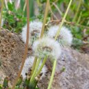 봄꽃한의원 이미지