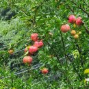 북지제1농로 | 울산 울주군, &#39;청송사지 삼층석탑(靑松寺址 三層石塔, 보물)&#39;과 &#39;승탑(僧塔, 유형문화재)&#39;