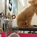 강아지살롱 이미지