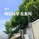 버드묵 | 이천테르메덴 근처 맛집 버드나무도토리묵밥집 아이랑 가기 굿
