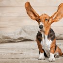 바셋하운드 이미지