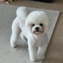 킹프림 애견샵 이미지