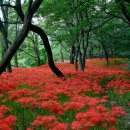 선운산도립공원(선운사 주차장 앞) 이미지