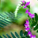 장미아파트 이미지