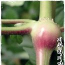 지푸라기농장 이미지