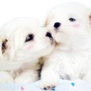 이쁜 강아지 이미지