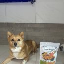 강아지화식 자연식인 알로키친 디톡스 옐로우 후기
