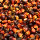 팜 (palm) 이미지