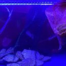 옥동돌문어 이미지