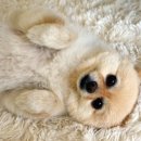 온사랑펫 이미지