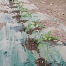 천풍농장 이미지