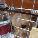 호야켄넬 이미지