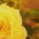 장미공원 이미지