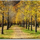 은행나무길 이미지