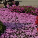 꽃소리BLOSSOM