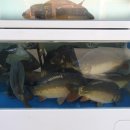 대가야횟집 이미지