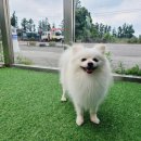 그루밍제주 이미지