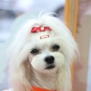 올리브 펫 이미지