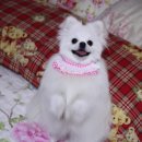 콩이네 이미지