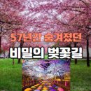 🌺진해웅동수원지벗꽃(57년만에개방)저도비치로드2025.3.22 이미지