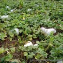 동아농장 이미지