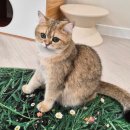 세븐일레븐 은평밝은점 | 은평구 놀거리 고양이 카페, 서울 데이트코스 놀면묘하냥 추천 가격 주차 후기