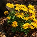 황룡강변2 이미지