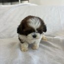 오독안심분양센터 강아지분양 고양이분양 하남점 이미지